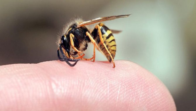 Düzce'de arı sokması sonucu bir kişi öldü