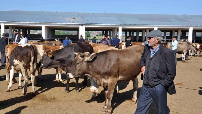 Kars'taki canlı hayvan pazarları şap hastalığı nedeniyle kapatıldı