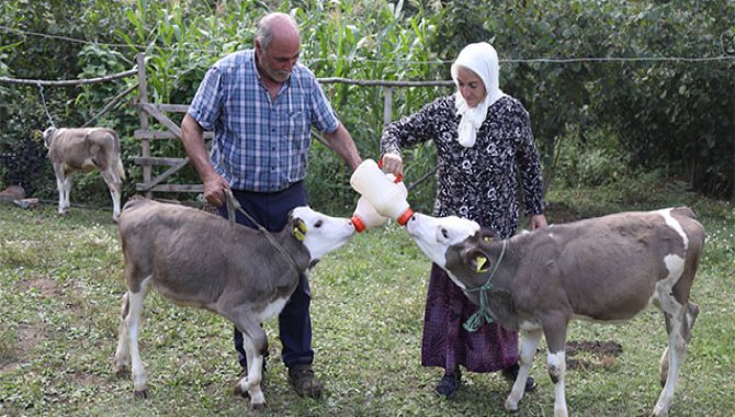 Üçüz buzağılar "Çıtlak", "Pamuk" ve "Boncuk"a küpeleri takıldı