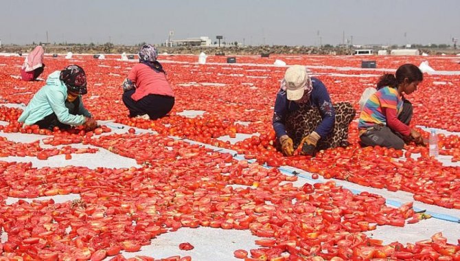 Diyarbakır Valisi Su, domates hasadı yaptı, tarlada çalışan işçilerle görüştü: