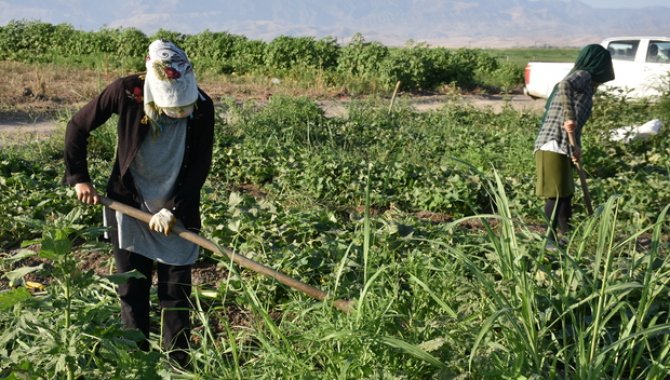 Şırnak'ta üreticilere sağlanan fide desteği meyve verdi