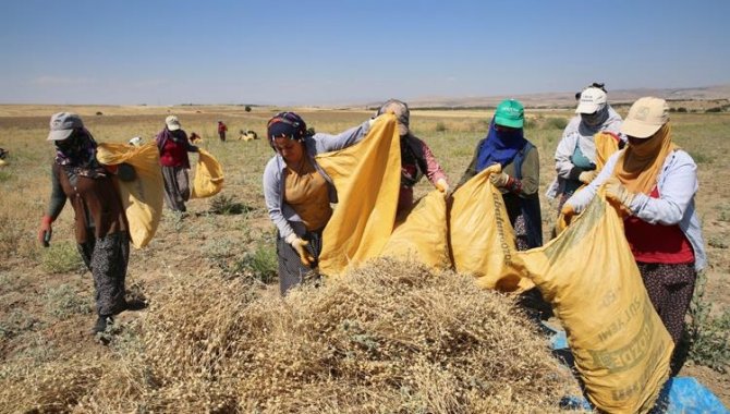 Elazığ'da kadınların bunaltıcı sıcakta çörek otu mesaisi