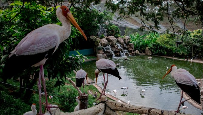 Malezya'daki kuş cenneti: Kuala Lumpur Kuş Parkı