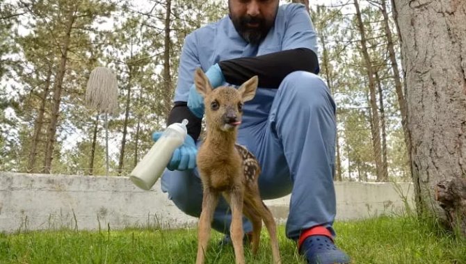 Çorum'da bulunan karaca yavrusu doğal hayata hazırlanıyor