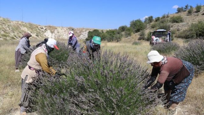 Isparta ve Burdur'un mor bahçelerinde hasat telaşı