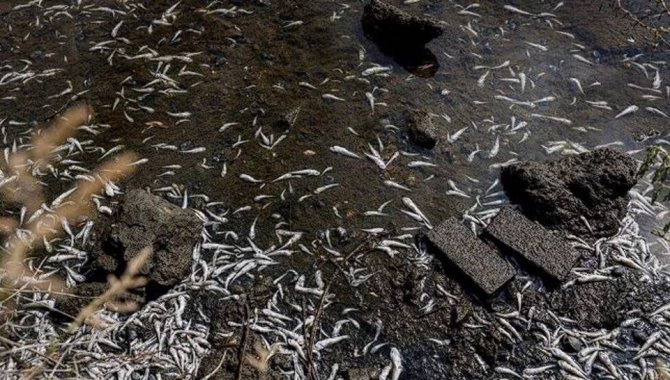 California sahilleri kıyıya vuran ölü balıklarla doldu
