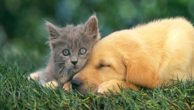 Trabzon'da son bir yılda sahipsiz 3 bin 317 köpek ve bin 332 kedi kısırlaştırıldı