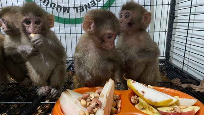 Erzurum'da polisin kaçakçıların elinden kurtardığı örümcek maymunlar Gaziantep'e gönderildi
