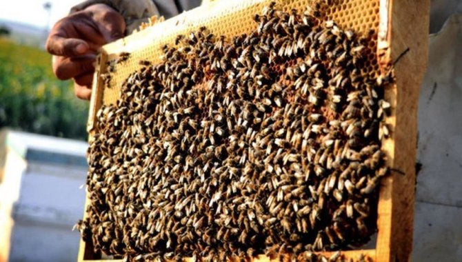 Tunceli'de arıların soktuğu kişi öldü