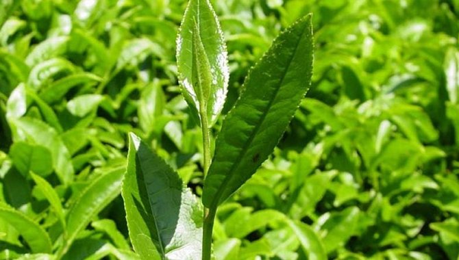 Türk çayının yeni tadı "çiçek çayı" raflarda yerini aldı