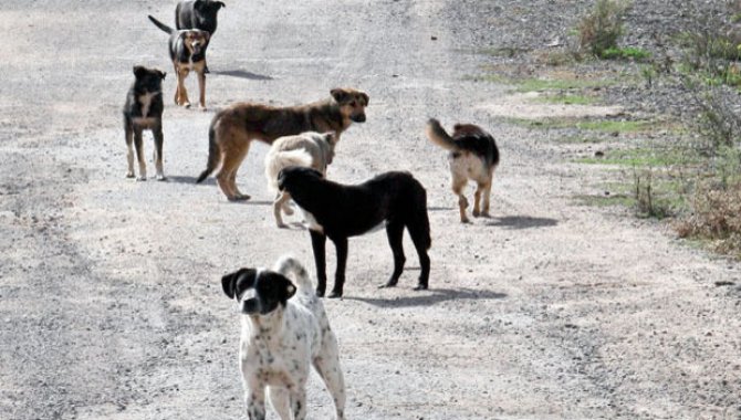 "Sahipsiz köpekler toplum sağlığı sorunu olmaya başladı"