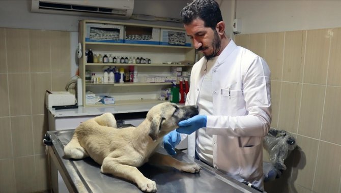 Adıyaman'da sahipsiz hayvanlara kuduz aşısı yapılıyor