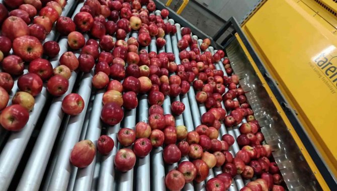 Elma Üretimi Yatırımlarla Artırılacak