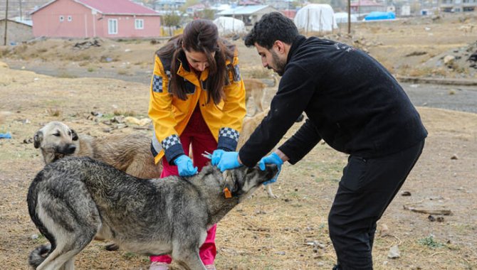 Van'da 5 bin köpeğe kuduz aşısı yapıldı