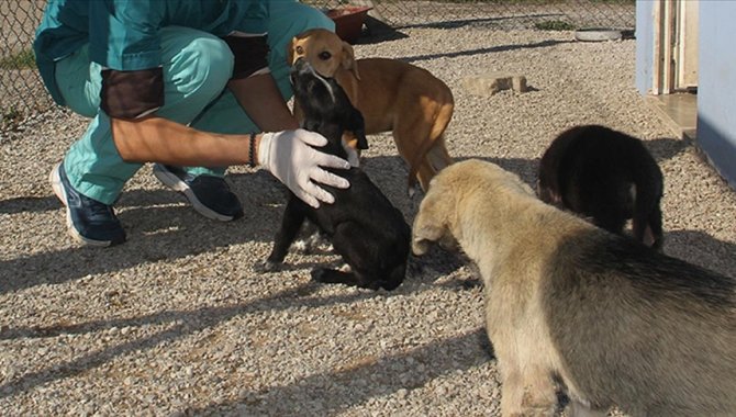 Konya'daki barınakta bulunan hayvanlar sağlık taraması ve muayeneden geçirilecek