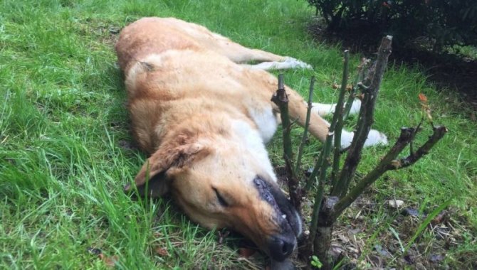 Kocaeli'de 8 sahipsiz köpeğin zehirlenerek öldürülmesine inceleme
