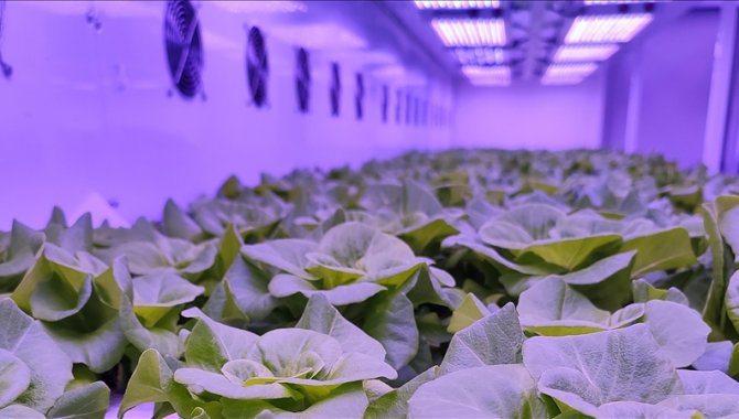 Yeni teknolojiler topraksız tarımla evde ürün yetiştirmeyi mümkün kılıyor