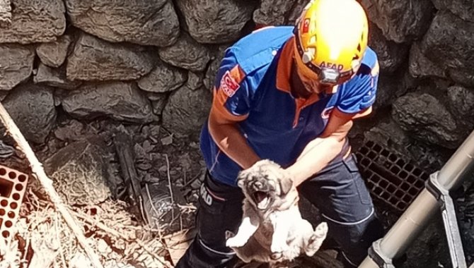 Afyonkarahisar’da bina boşluğuna sıkışan köpek yavrusunu AFAD ekipleri kurtardı