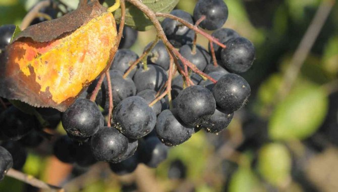 Prof. Dr. Arıca: “Aronya Hem Prostat Büyümesine Hem Cinsel Gücü Artırmak İçin Kullanılabilir”