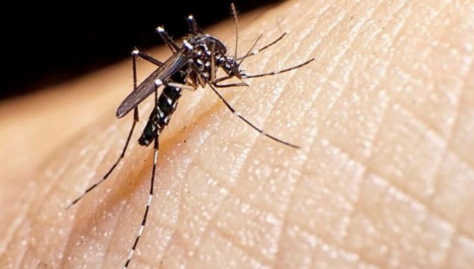 KKTC'nin Girne kentinde Asya kaplan sivrisineği tespit edildi