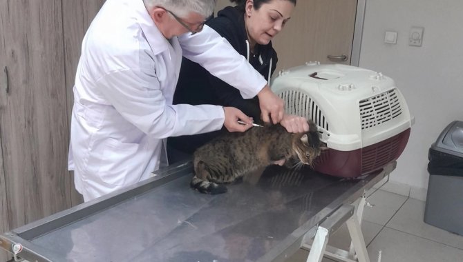 Yalova'da 9 binden fazla sahipli kedi ve köpeğe çip takıldı