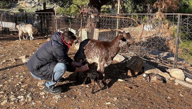 Bodrum'un "teknolojik çobanı" yeni doğan oğlağı kalp masajıyla hayata bağladı