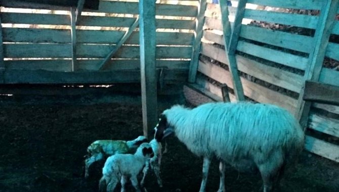 Şırnak'ta bir koyun üçüz doğurdu