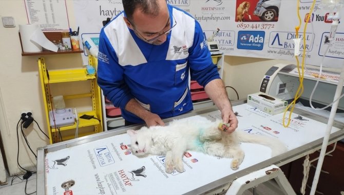 Osmaniye'de patisi kesilmiş halde bulunan kedi tedaviye alındı