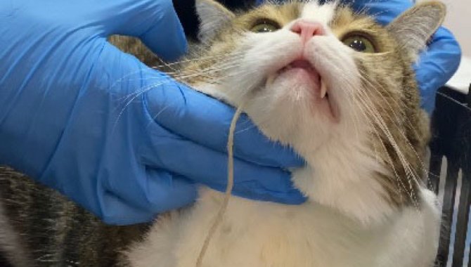 Sivas'ta kedinin midesinden 1,5 metre uzunluğunda ip çıkarıldı