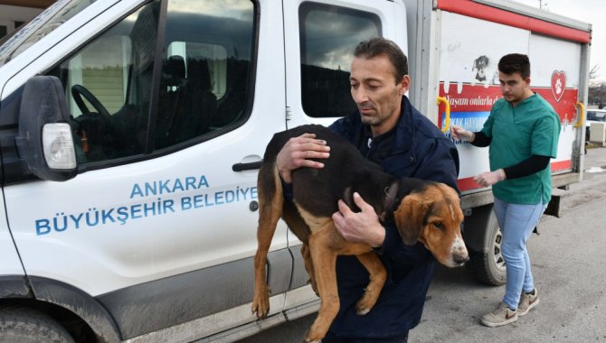 Ankara Büyükşehir Belediyesi, 8 ayda 23 bin 500 sokak hayvanını kısırlaştırdı