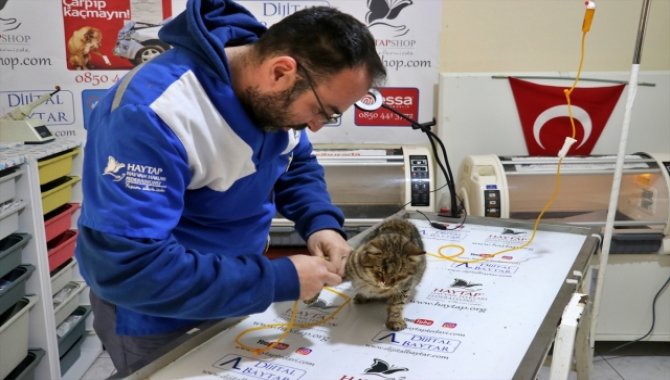 Gaziantep'te 120 saat sonra enkazdan kurtarılan kedi Osmaniye'de tedaviye alındı