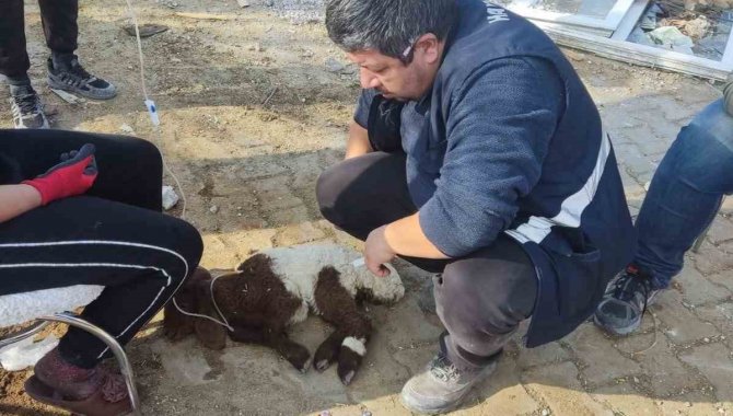 Deprem Bölgelerinde Hayvan Hastalıkları İle Mücadele Sürüyor