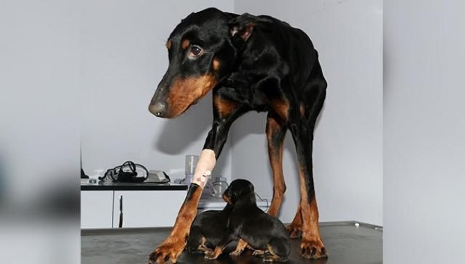 Hatay'da enkaz altında yavrulayan köpek ve 3 yavrusu depremden günler sonra kurtarıldı