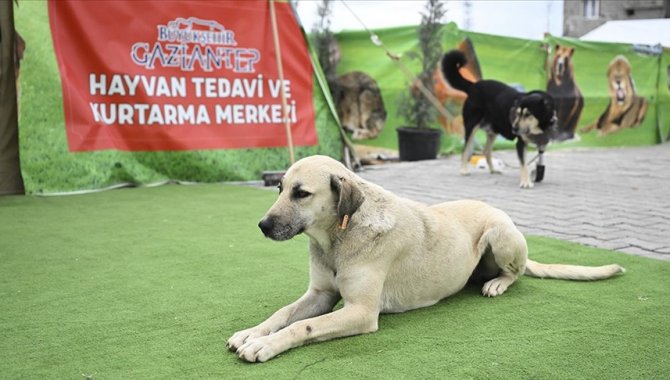 Nurdağı'nda yaralı hayvanlar çadırda kurulan merkezde tedavi ediliyor