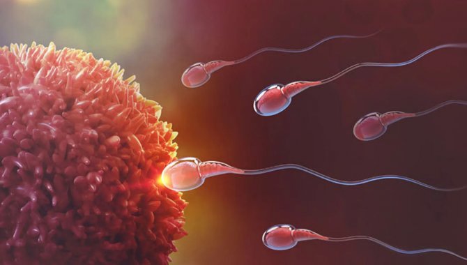 Op. Dr. Aret Kamar: "Bütün dünyada üreme hücrelerinin sayısı azalıyor"