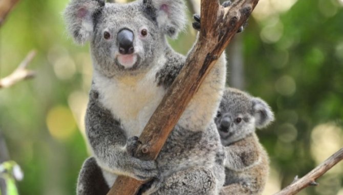 Avustralya'da koalalara enfeksiyona karşı aşılama