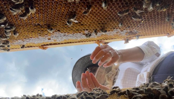 Düzce'deki araştırma merkezinde "arı zehri"nin epilepsi tedavisinde etkisi ortaya kondu