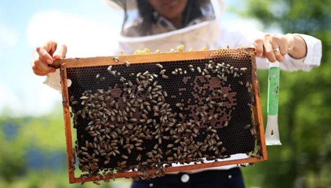 Bal arısı zehrinin epilepsi tedavisinde etkili olduğu belirlendi
