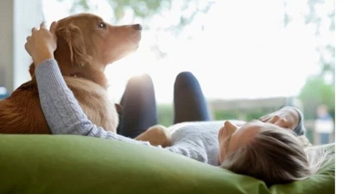 Hayvandan insana geçebilen "köpek kisti" uyarısı