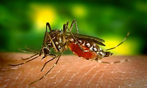 İlaca dirençli sıtma paraziti bulundu