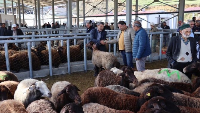 Hayvancılığın merkezlerinden Erzurum'da kurbanlıklar için sıkı tedbirler uygulanıyor