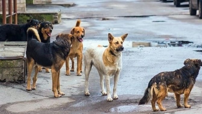 Edirne'de sahipsiz köpeklerin saldırısına uğrayan çocuk sokağa çıkmaya korkuyor