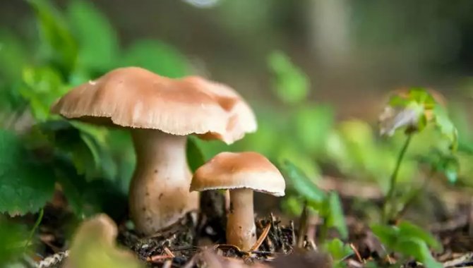 Bolu'da mantardan zehirlenen aynı aileden 4 kişi hastaneye kaldırıldı