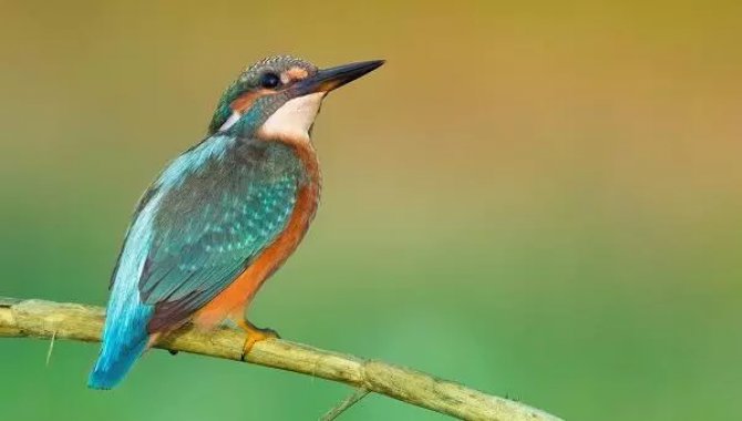 Antalya'da doğada bulunan kuş yavrularına yaşam parkında özenle bakılıyor