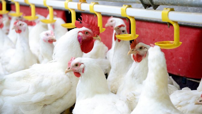 Kanatlı sağlığı ve beslemenin küresel uzmanları Selko Day’de buluştu