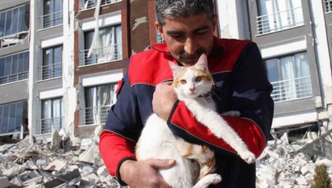 Malatya'da bir binanın enkazındaki kediler kurtarıldı