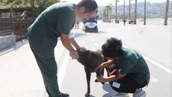 Büyükçekmece'de sokak hayvanlarına sağlık taraması yapıldı