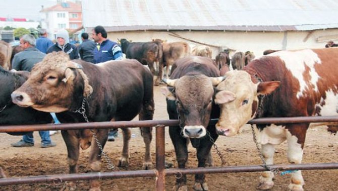 Erzurum'da şap hastalığı nedeniyle büyükbaş ve küçükbaş hayvan haraketliliği durduruldu