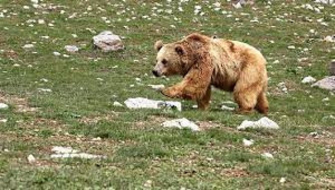 Bolu'da ayının saldırdığı yaşlı adam hastaneye kaldırıldı