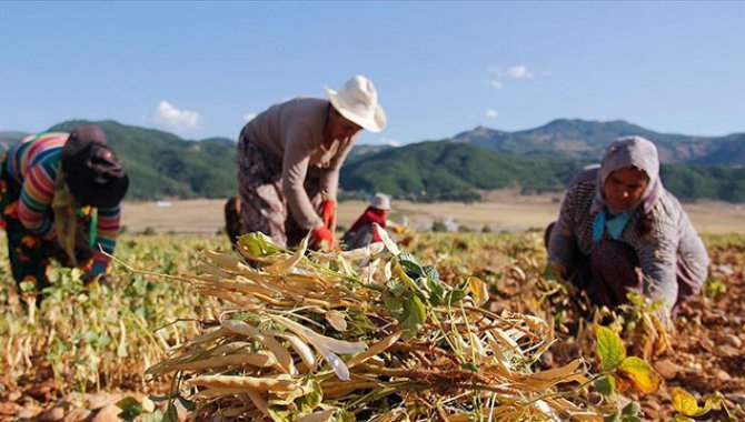 Yaklaşık 900 milyon çiftçi için sıcaklık stresi alarmı